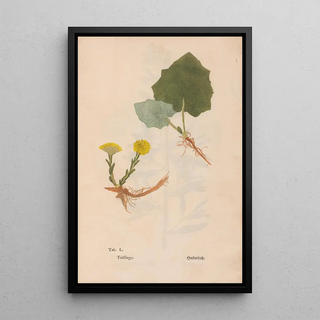 Christian Gottlieb Ludwig - Ectypa vegetabilium Pl050.webp