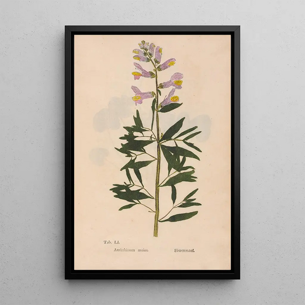 Reproduktion av målningen Ectypa vegetabilium Pl051 - Christian Gottlieb Ludwig