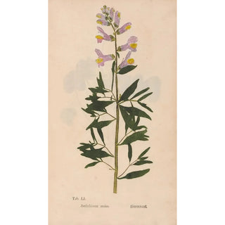 Christian Gottlieb Ludwig - Ectypa vegetabilium Pl051.webp