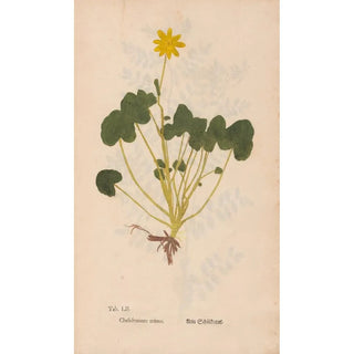 Christian Gottlieb Ludwig - Ectypa vegetabilium Pl052.webp