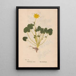 Christian Gottlieb Ludwig - Ectypa vegetabilium Pl052.webp