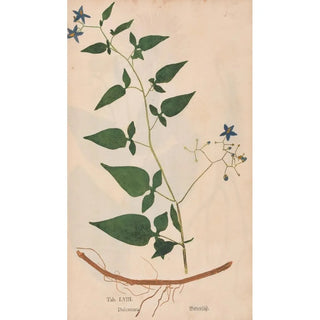 Christian Gottlieb Ludwig - Ectypa vegetabilium Pl058.webp