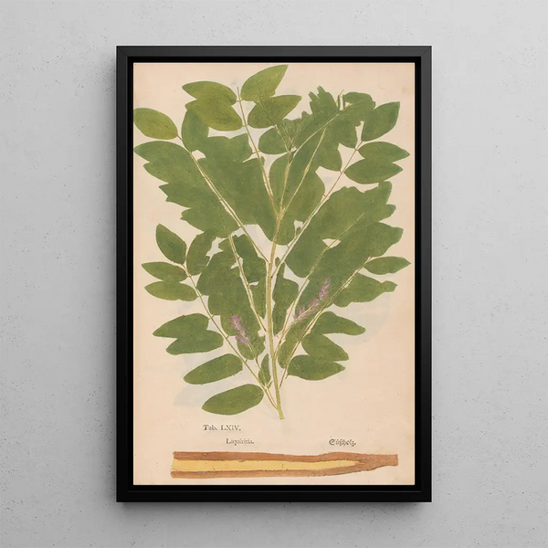 Reproduktion av målningen Ectypa vegetabilium Pl064 - Christian Gottlieb Ludwig