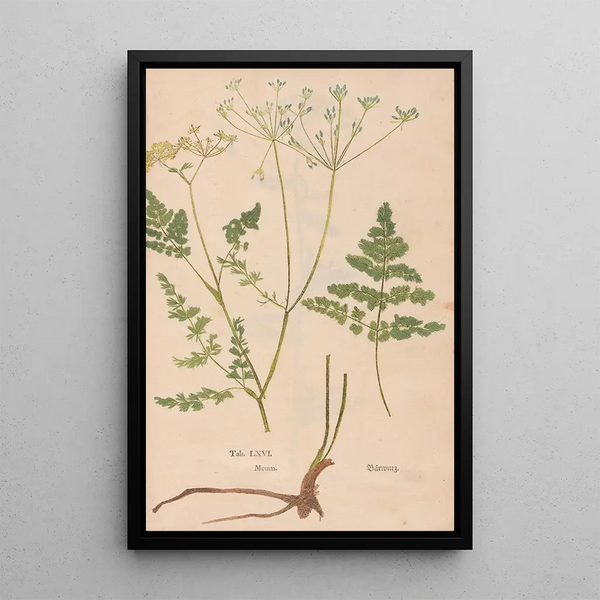 Reproduktion av målningen Ectypa vegetabilium Pl066 - Christian Gottlieb Ludwig