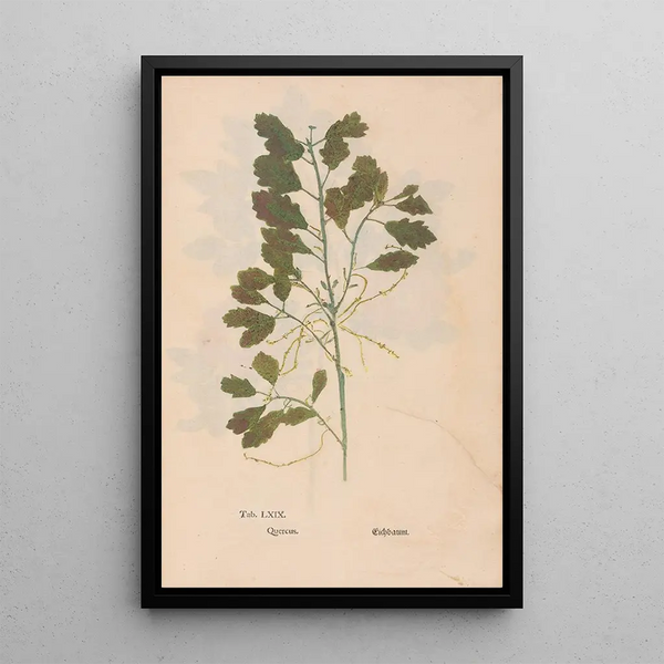 Ectypa vegetabilium Pl069 - Christian Gottlieb Ludwig — inramlat konstverk på väggen