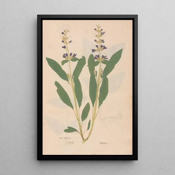 Ectypa vegetabilium Pl071 - Christian Gottlieb Ludwig — inramlat konstverk på väggen