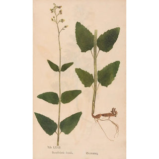 Christian Gottlieb Ludwig - Ectypa vegetabilium Pl072.webp