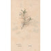 Ectypa vegetabilium Pl074 - Christian Gottlieb Ludwig — vy av konstverket