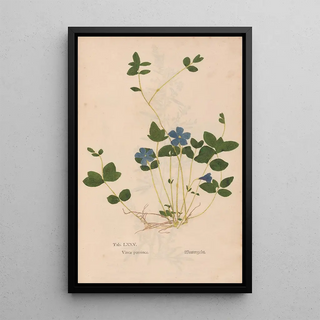 Christian Gottlieb Ludwig - Ectypa vegetabilium Pl075.webp