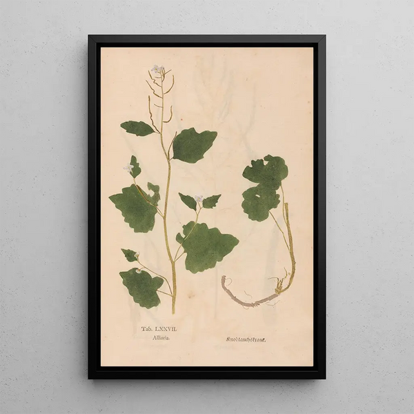 Reproduktion av målningen Ectypa vegetabilium Pl077 - Christian Gottlieb Ludwig