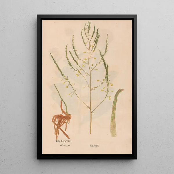 Ectypa vegetabilium Pl078 - Christian Gottlieb Ludwig — inramlat konstverk på väggen