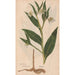 Ectypa vegetabilium Pl080 - Christian Gottlieb Ludwig — vy av konstverket