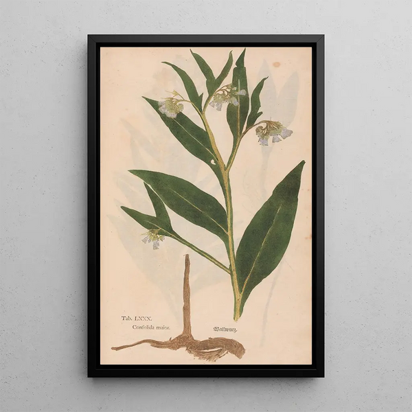 Ectypa vegetabilium Pl080 - Christian Gottlieb Ludwig — inramlat konstverk på väggen