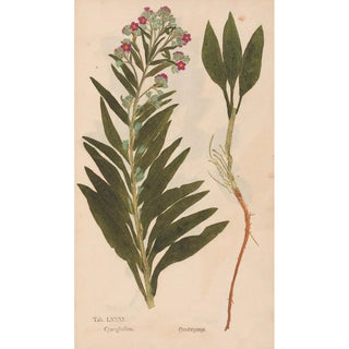 Christian Gottlieb Ludwig - Ectypa vegetabilium Pl081.webp