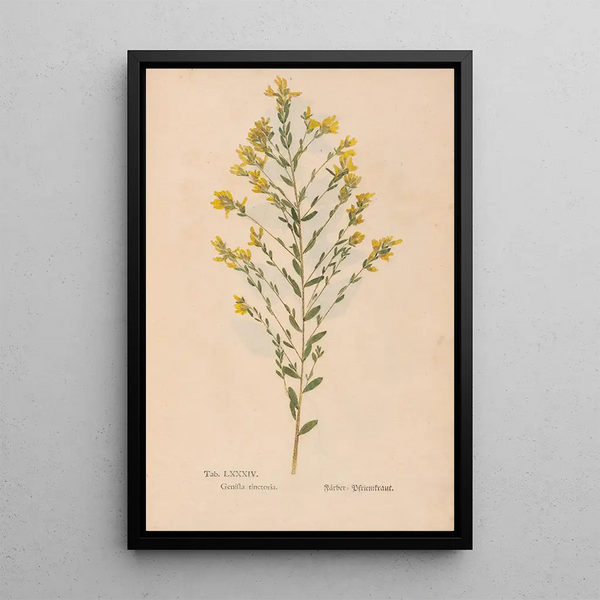 Reproduktion av målningen Ectypa vegetabilium Pl084 - Christian Gottlieb Ludwig