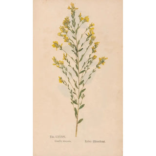 Christian Gottlieb Ludwig - Ectypa vegetabilium Pl084.webp