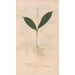 Ectypa vegetabilium Pl087 - Christian Gottlieb Ludwig — vy av konstverket