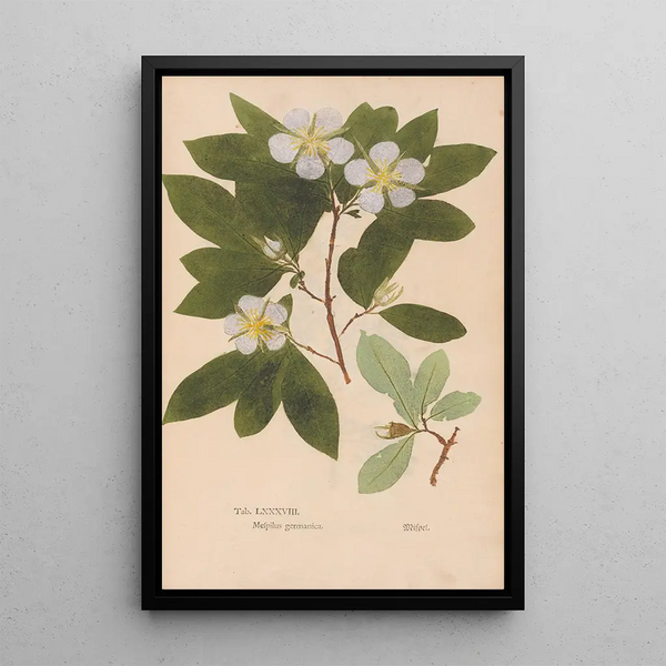Reproduktion av målningen Ectypa vegetabilium Pl088 - Christian Gottlieb Ludwig