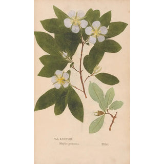 Christian Gottlieb Ludwig - Ectypa vegetabilium Pl088.webp