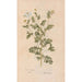 Ectypa vegetabilium Pl089 - Christian Gottlieb Ludwig — vy av konstverket