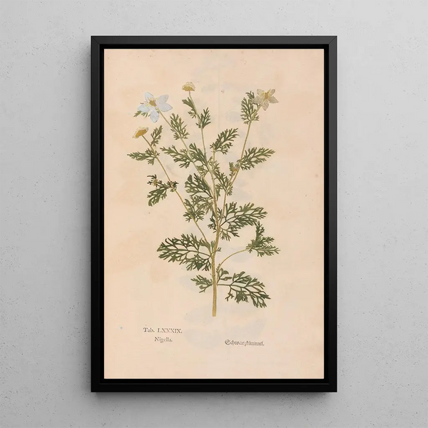 Ectypa vegetabilium Pl089 - Christian Gottlieb Ludwig — inramlat konstverk på väggen