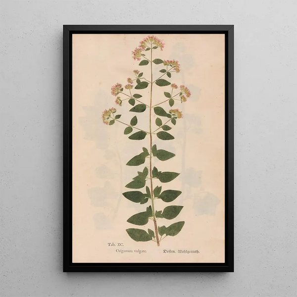 Reproduktion av målningen Ectypa vegetabilium Pl090 - Christian Gottlieb Ludwig