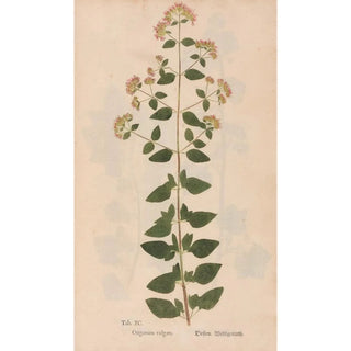 Christian Gottlieb Ludwig - Ectypa vegetabilium Pl090.webp