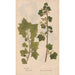 Ectypa vegetabilium Pl091 - Christian Gottlieb Ludwig — vy av konstverket