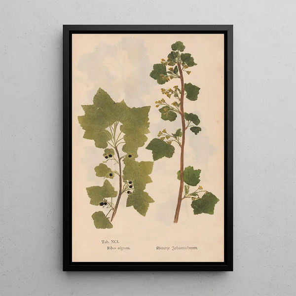 Ectypa vegetabilium Pl091 - Christian Gottlieb Ludwig — inramlat konstverk på väggen