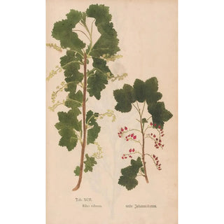 Christian Gottlieb Ludwig - Ectypa vegetabilium Pl092.webp