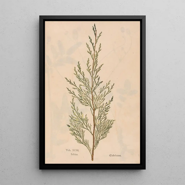 Ectypa vegetabilium Pl093 - Christian Gottlieb Ludwig — inramlat konstverk på väggen