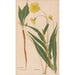 Ectypa vegetabilium Pl096 - Christian Gottlieb Ludwig — vy av konstverket