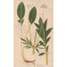Ectypa vegetabilium Pl098 - Christian Gottlieb Ludwig — vy av konstverket