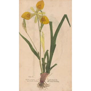 Christian Gottlieb Ludwig - Ectypa vegetabilium Pl101.webp