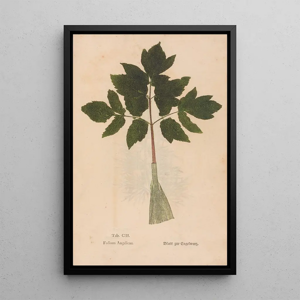 Ectypa vegetabilium Pl103 - Christian Gottlieb Ludwig — inramlat konstverk på väggen