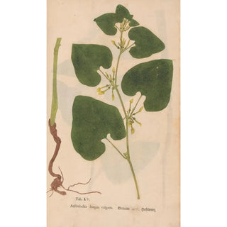 Christian Gottlieb Ludwig - Ectypa vegetabilium Pl105.webp