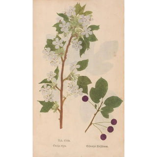 Christian Gottlieb Ludwig - Ectypa vegetabilium Pl108.webp