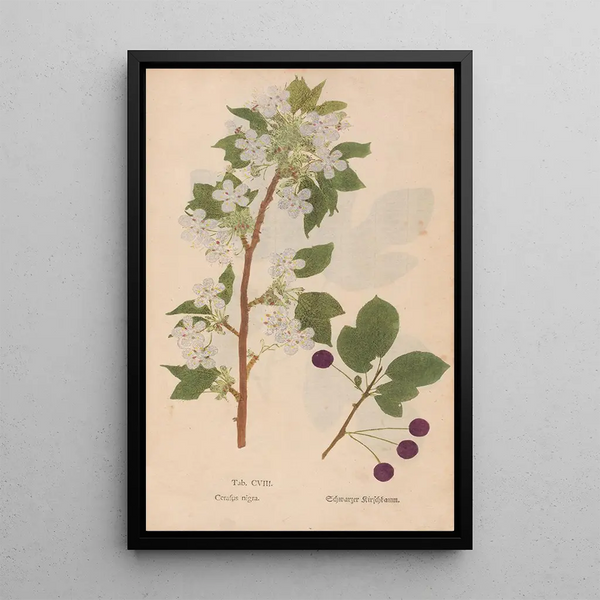 Ectypa vegetabilium Pl108 - Christian Gottlieb Ludwig — inramlat konstverk på väggen