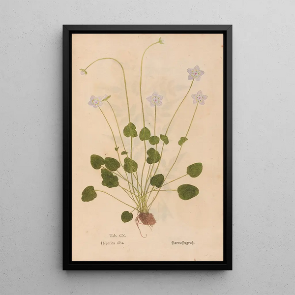 Ectypa vegetabilium Pl110 - Christian Gottlieb Ludwig — inramlat konstverk på väggen