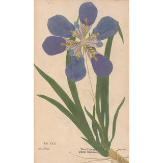 Christian Gottlieb Ludwig - Ectypa vegetabilium Pl112.webp