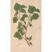 Reproduktion av målningen Ectypa vegetabilium Pl114 - Christian Gottlieb Ludwig