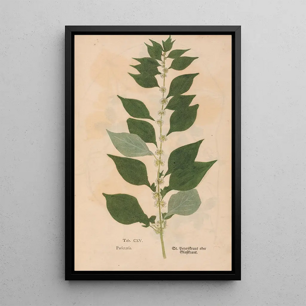 Ectypa vegetabilium Pl115 - Christian Gottlieb Ludwig — inramlat konstverk på väggen