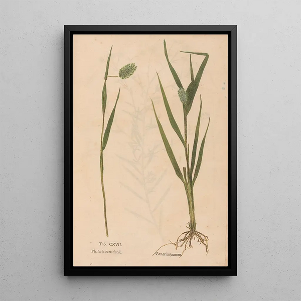 Ectypa vegetabilium Pl117 - Christian Gottlieb Ludwig — inramlat konstverk på väggen
