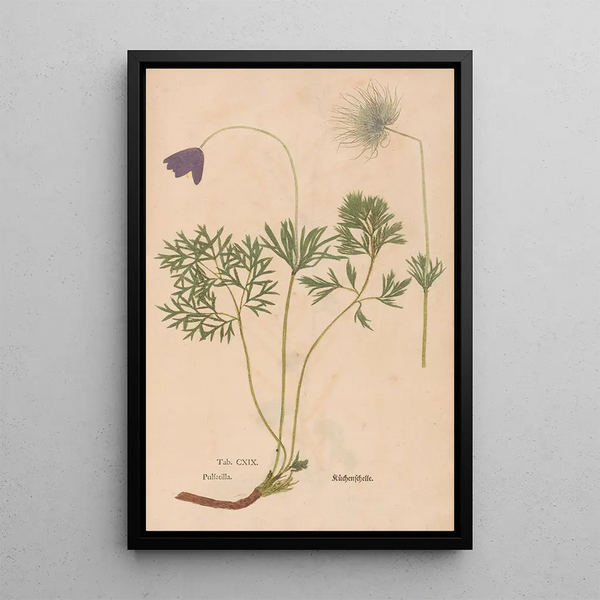 Ectypa vegetabilium Pl119 - Christian Gottlieb Ludwig — inramlat konstverk på väggen