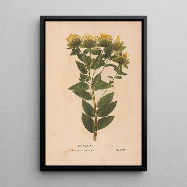 Ectypa vegetabilium Pl129 - Christian Gottlieb Ludwig — inramlat konstverk på väggen