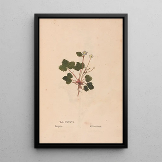 Christian Gottlieb Ludwig - Ectypa vegetabilium Pl136.webp