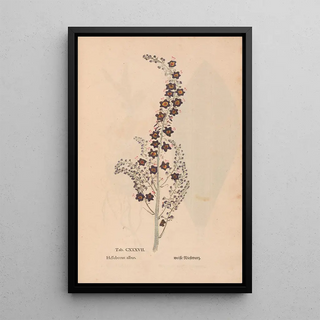 Christian Gottlieb Ludwig - Ectypa vegetabilium Pl137.webp