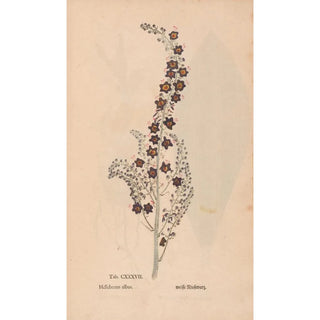 Christian Gottlieb Ludwig - Ectypa vegetabilium Pl137.webp