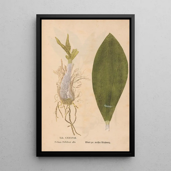 Ectypa vegetabilium Pl138 - Christian Gottlieb Ludwig — inramlat konstverk på väggen