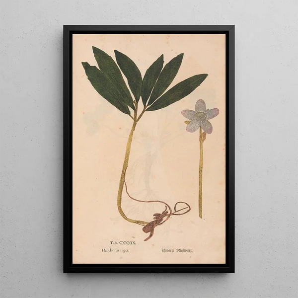 Reproduktion av målningen Ectypa vegetabilium Pl139 - Christian Gottlieb Ludwig